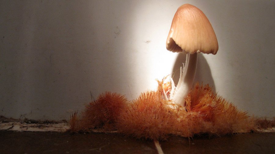 A big mushroom grows out the bathroom tile, surrounded by vibrant orange fuzz